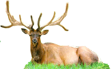 Благородный олень на почтовых марках