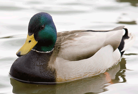 Утка кряква