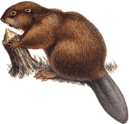 Бобр на почтовых марках