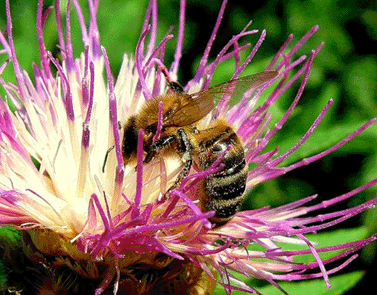 Пчела на почтовых марках