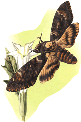 на почтовых марках бражник бабочка