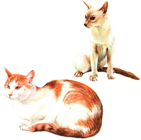 кошка на почтовых марках