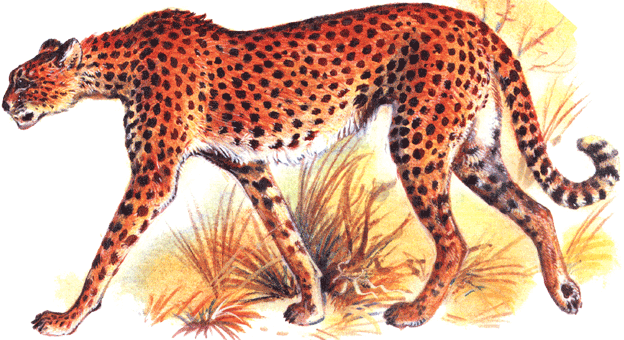 гепард на почтовых марках