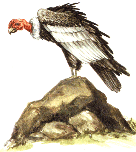 Кондор и урубу