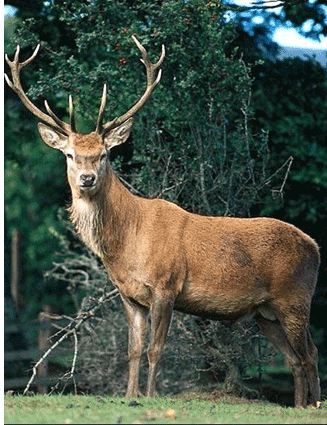 Олень на почтовых марках