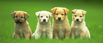 Собаки на почтовых марках