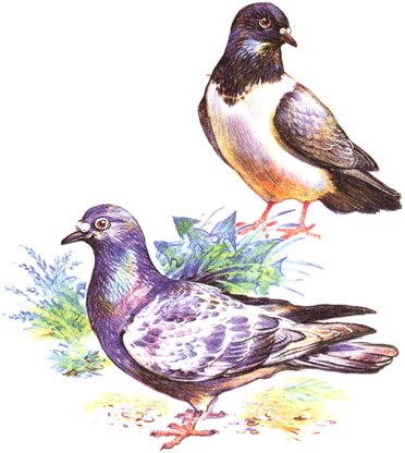 Голуби на почтовых марках