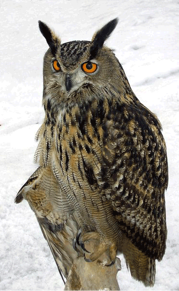 Филин на почтовых марках