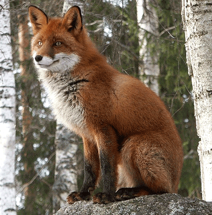 На почтовых марках лиса