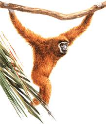 Гиббон на почтовых марках