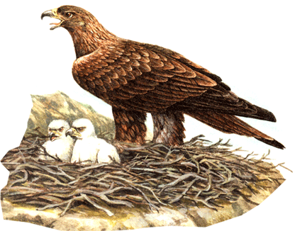 беркут на почтовых марках