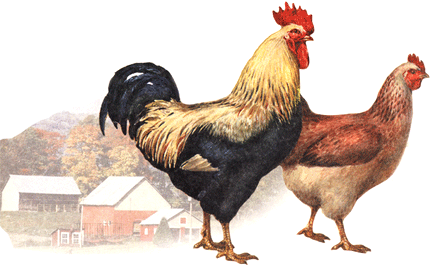 петух и курица
