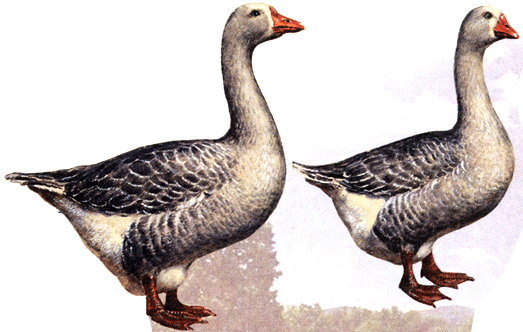 гуси на почтовых марках