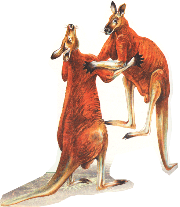 на почтовых марках кенгуру