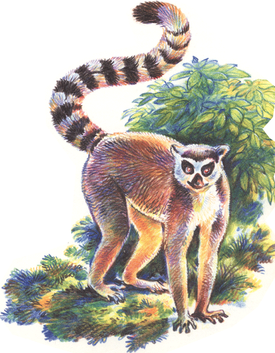 лемур на почтовых марках