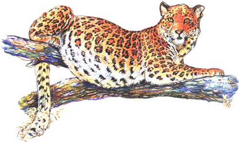 на почтовых марках барс