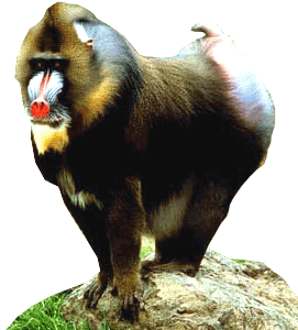 Мандрил на почтовых марках