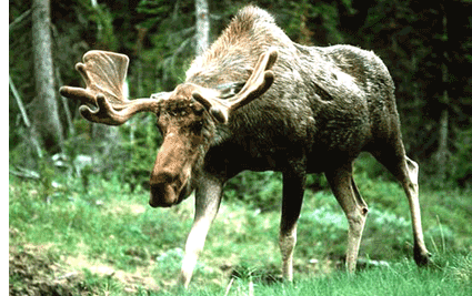 Лось на почтовых марках