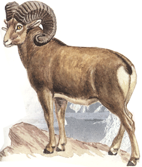на почтовых марках горный баран