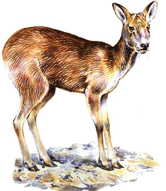 На почтовых марках кабарга