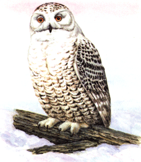 сова на почтовых марках