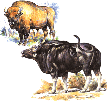 Дикие быки на почтовых марках