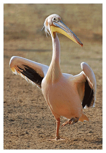 Розовый пеликан на почтовых марках