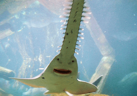 Рыба-пила на почтовых марках