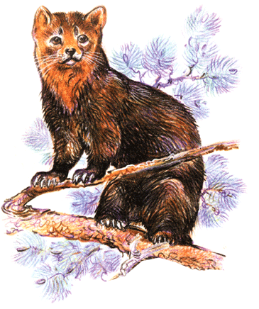 на почтовых марках соболь