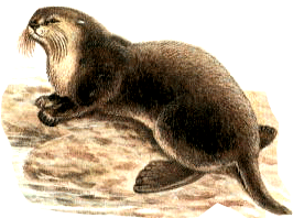 калан на почтовых марках