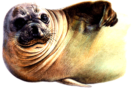 Морской слон на почтовых марках