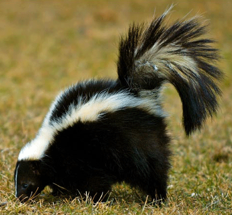 Скунс на почтовых марках