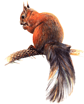 на почтовых марках белка