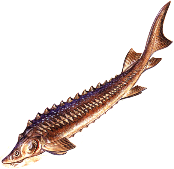 осётр на почтовых марках