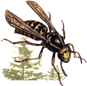 оса на почтовых марках