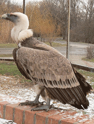 Белоголовый сип