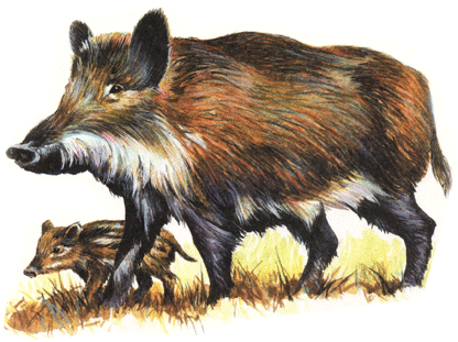 на почтовых марках кабан