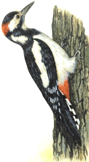 Дятел на почтовых марках