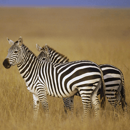 Зебра на почтовых марках