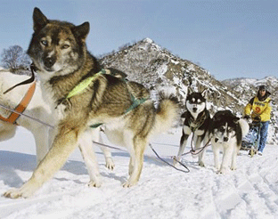 Почтовые марки Собачья упряжка