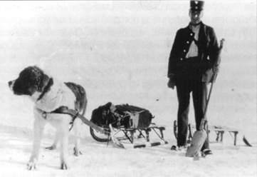 Почтовые сани, запряжённые сенбернаром