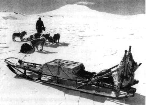 Традиционные сани собачьей упряжки