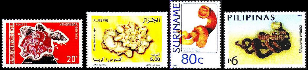 Раковины необычной формы в филателии