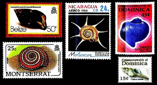 Моллюски и улитки из семейства фасциолярий на марках