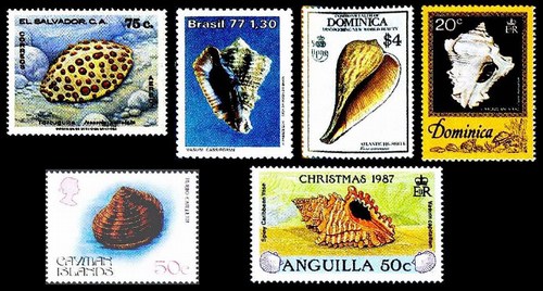 Мурексы, овулы раковины