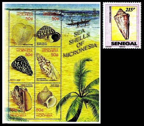 Микронезия морские раковины