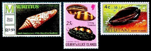 Мавритания морские ракушки