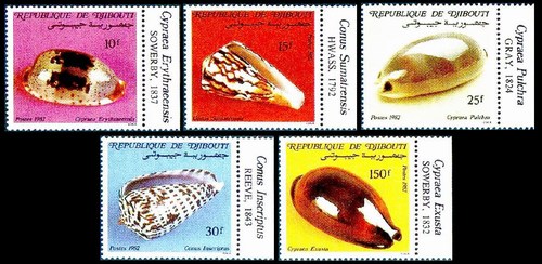 Морские раковины