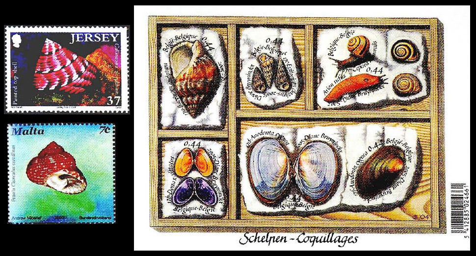 Семейство морских раковин волчков, трубачей