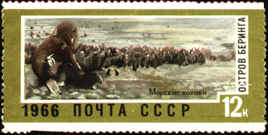 1966 год Остров Беринга. Морские котики